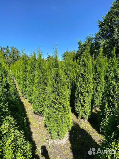 Туя Смарагд