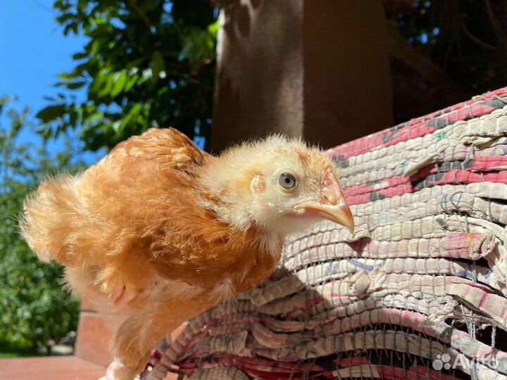 Цыплёнок подросток