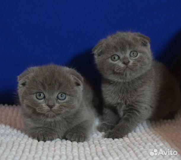 Вислоухие котята, голубые