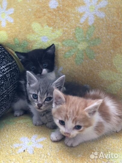 Котята