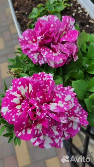 Рассада овощей,однолетних и многолетних цветов