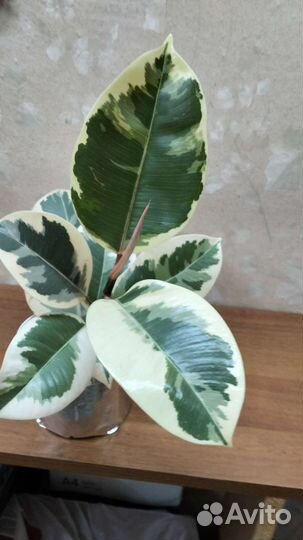 Фикус эластика тинеке