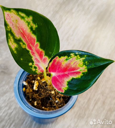 Аглаонема Suksom jaipong