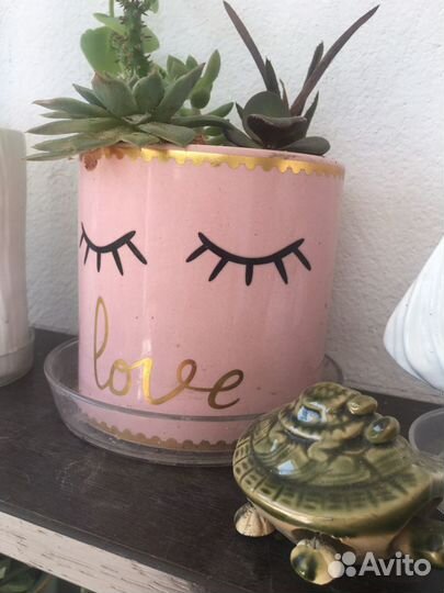 Кактусы и суккуленты, мини садики