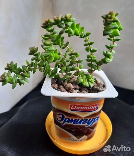 Кактусы и суккуленты детки