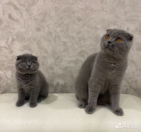 Шотландские котята