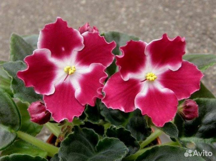 Сортовые фиалки