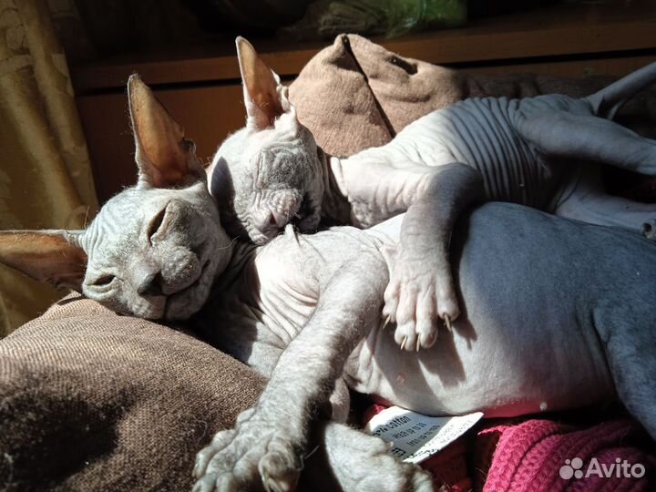 Котики донские