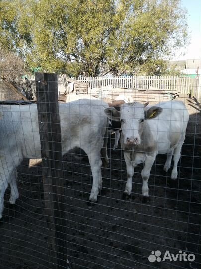 Телки, бычки