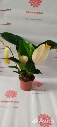 Шерцера, хамедорея