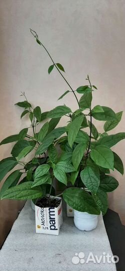 Клеродендрум