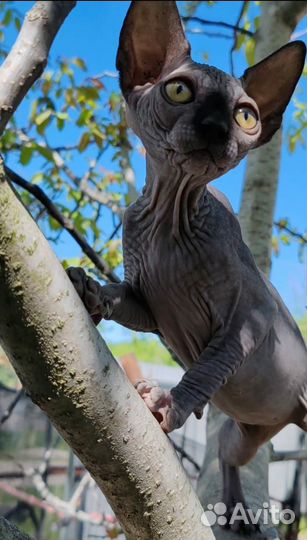 Двэльф long straight