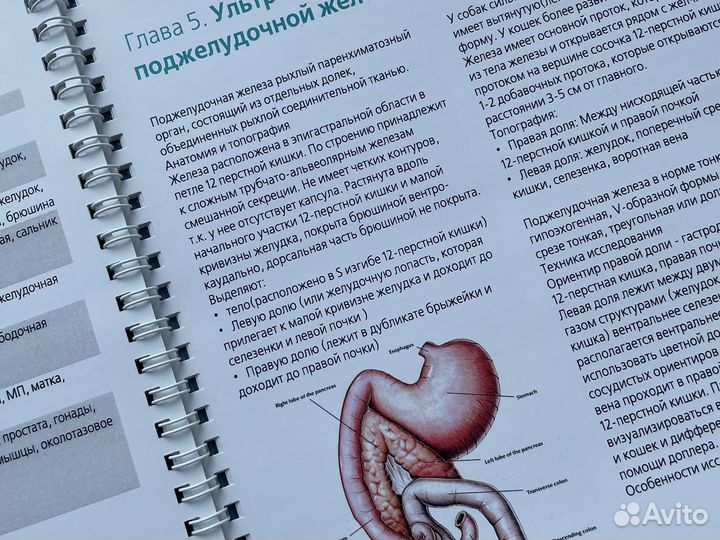 Ультразвуковая диагностика мелких животных