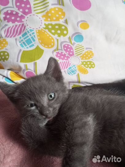 Котёнок мальчик