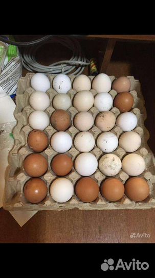 Яйца куриные