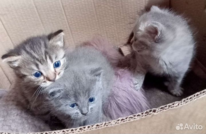 Британские котята