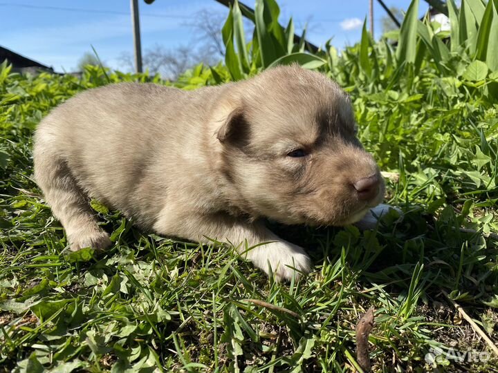 Щенки в добрые руки