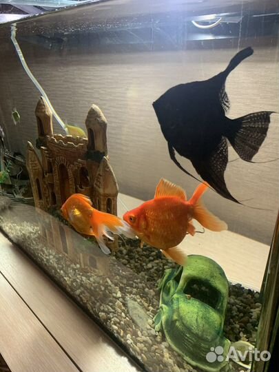 Аквариум с рыбами
