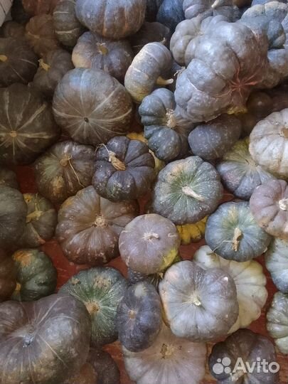 Мраморная тыква оптом