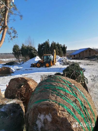 Сосна обыкновенная, крупномер