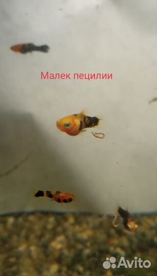 Подростков пецилии,папоротник продам