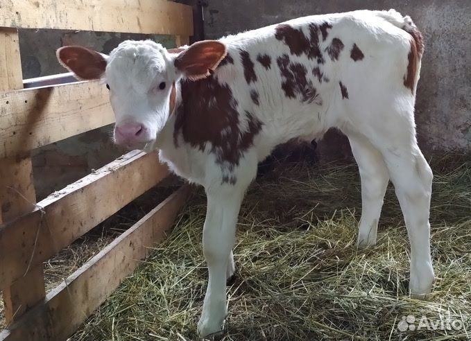 Продам быка