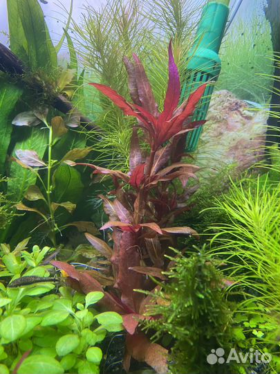 Растения для аквариума