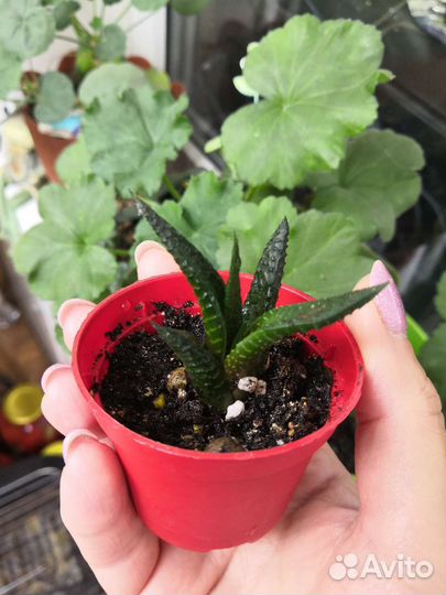 Хавортия лимифолия