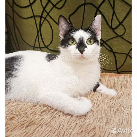 Отдам стерильную молодую кошку