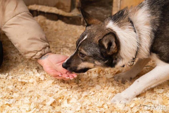 Собака в добрые руки