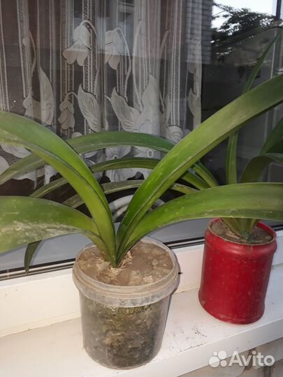 Цветок Амариллис