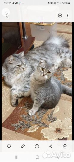 Кошки.бесплатно