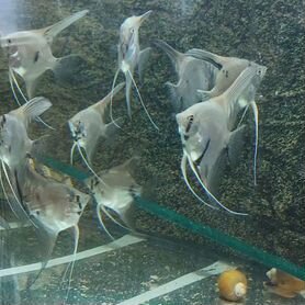 Рыбки аквариумные Скалярии
