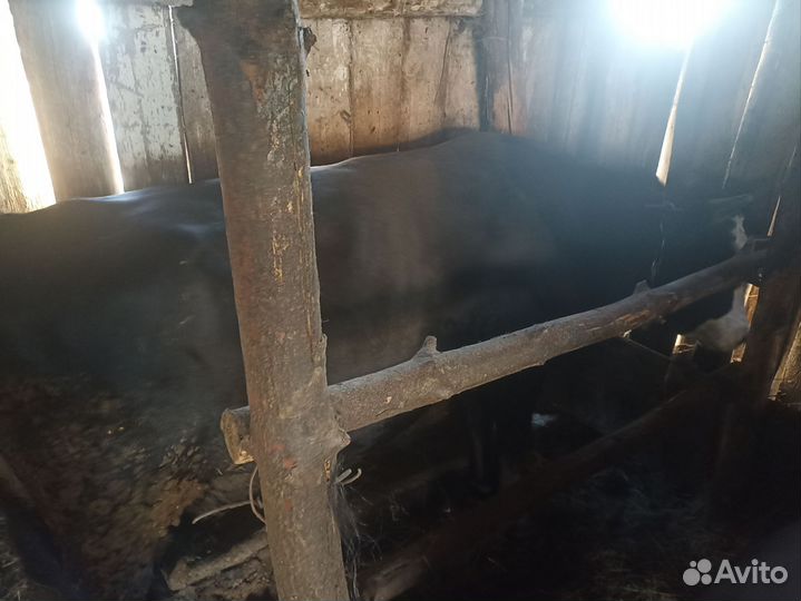 Быки на мясо