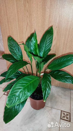 Спатифиллум