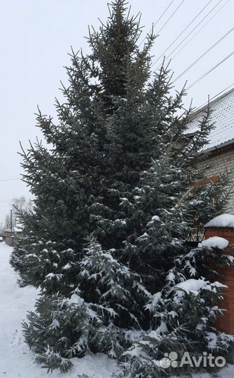 Ель живая обыкновенная