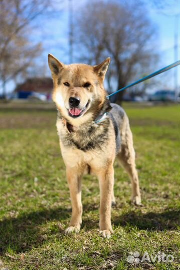 Собака в добрые руки, Феникс