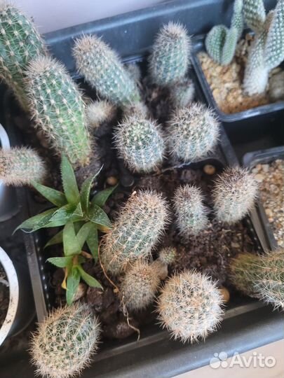 Суккуленты