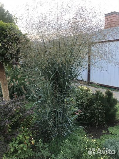 Хризантемы-Злаки