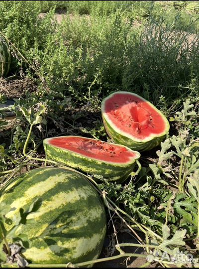 Арбузы оптом