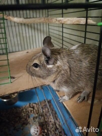 Белки дегу (цветные), семьи с клетками