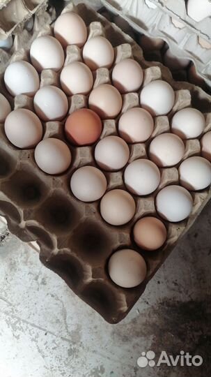 Домашние куриные яйца