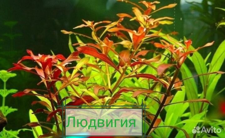 Аквариумные растения