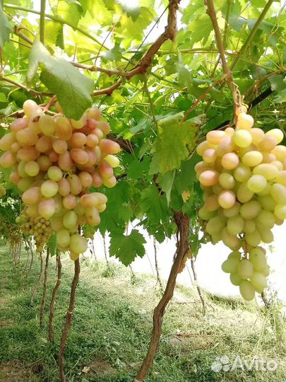 Виноград преображение