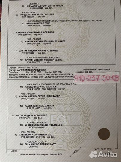 Сибирский хаски