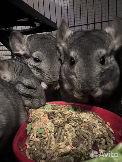 Шиншиллы в хорошие руки