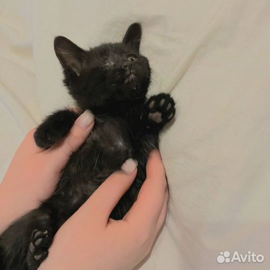 Котята в добрые руки даром