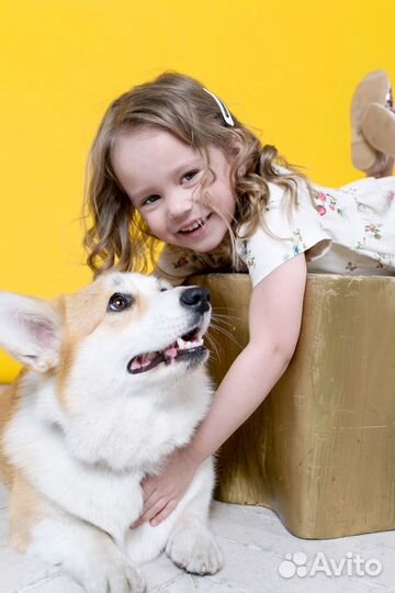 Фотосессия с Вельш Корги Пемброк