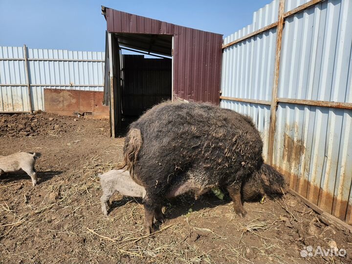 Продам поросят и кабанов венгерской мангалицы
