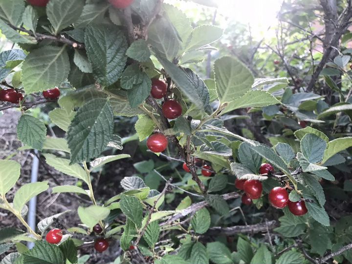 Дом 56 м² на участке 12 сот.